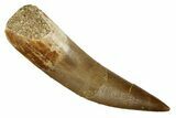 Fossil Plesiosaur (Zarafasaura) Tooth - Morocco #186260-1